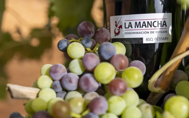 Racimos de uva en envero, el periodo clave de maduración previo a la vendimia 2026 en DO La Mancha