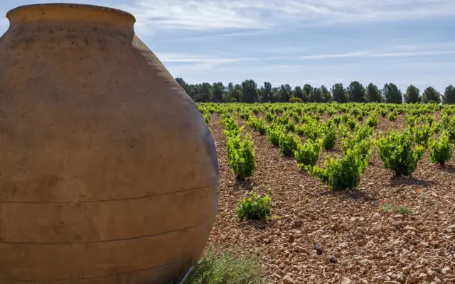 El viñedo en vaso sigue siendo mayoritario en la DO La Mancha
