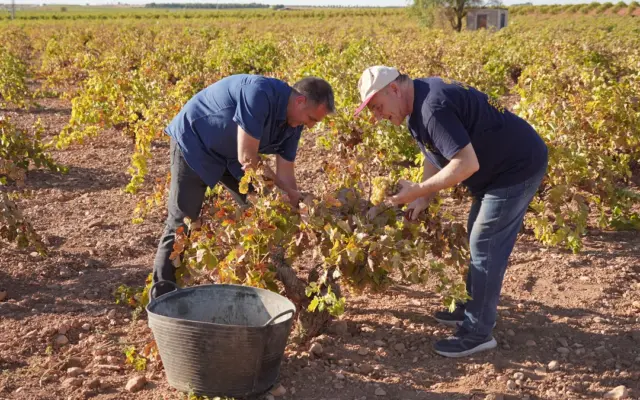 El periodista Jorge Jaramillo vendimiando una cepa de Airén en La Mancha