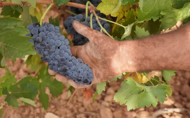 Racimos de uva Cencibel en la vendimia 2026 de la DO La Mancha