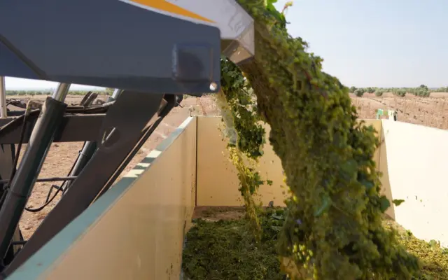 Recogida mecanizada de uva Chardonnay en la vendimia 2026 de la DO La Mancha