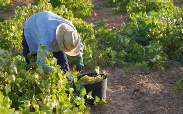 Un vendimiador recoge uva Airén en la fase final de la vendimia 2026 en La Mancha