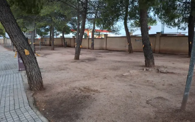 Técnico aplicando tratamiento de endoterapia contra la procesionaria en un pino de Alcázar de San Juan